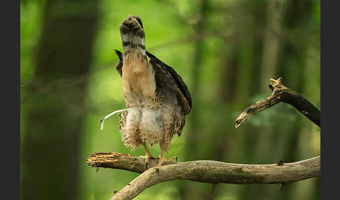 Habicht (Accipiter gentilis)