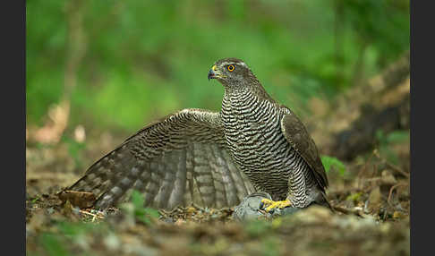 Habicht (Accipiter gentilis)