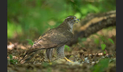 Habicht (Accipiter gentilis)