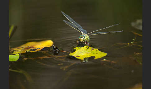 Große Königslibelle (Anax imperator)