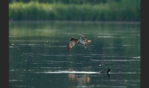 Fischadler (Pandion haliaetus)