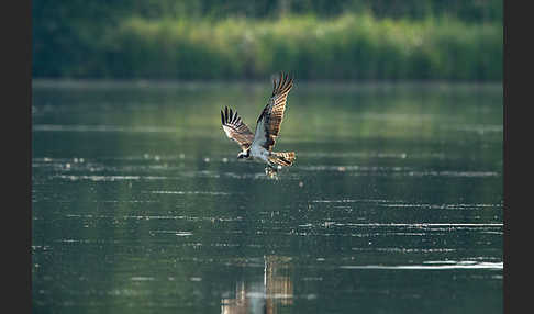 Fischadler (Pandion haliaetus)