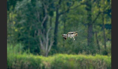 Fischadler (Pandion haliaetus)