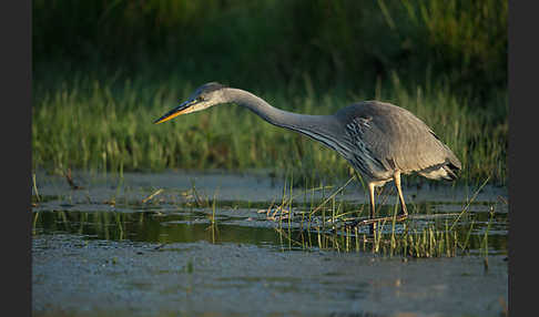 Graureiher (Ardea cinerea)