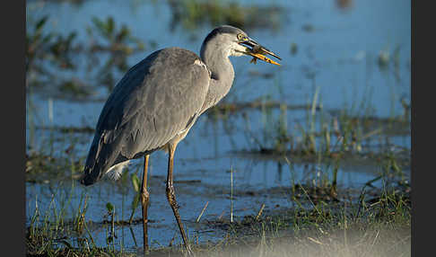 Graureiher (Ardea cinerea)