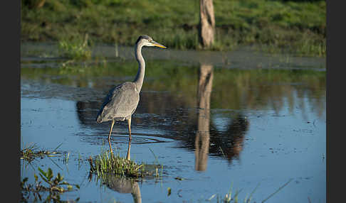 Graureiher (Ardea cinerea)