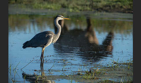 Graureiher (Ardea cinerea)