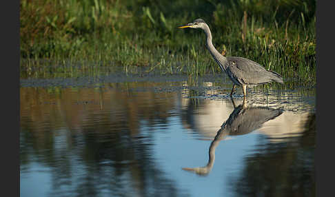 Graureiher (Ardea cinerea)