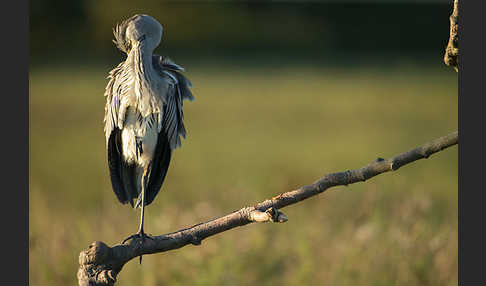 Graureiher (Ardea cinerea)