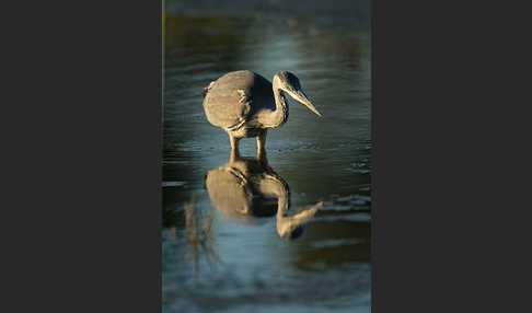 Graureiher (Ardea cinerea)