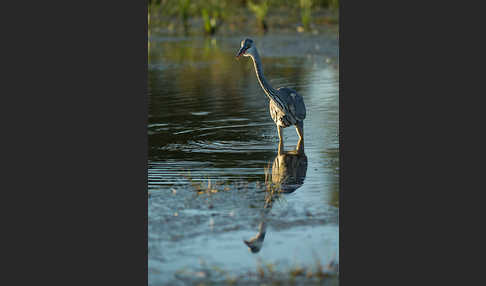 Graureiher (Ardea cinerea)