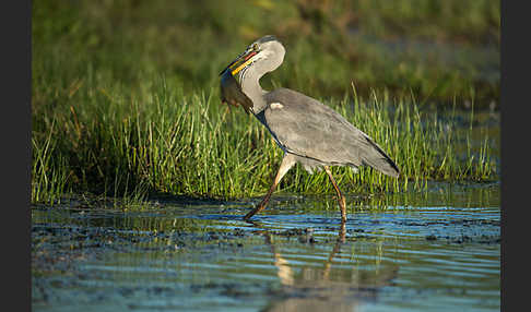 Graureiher (Ardea cinerea)