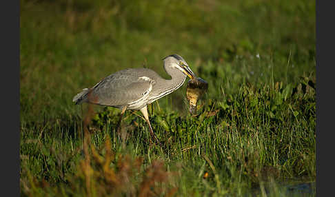 Graureiher (Ardea cinerea)