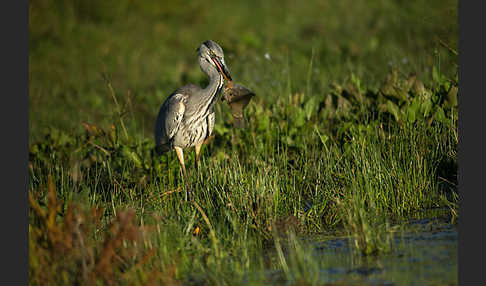 Graureiher (Ardea cinerea)