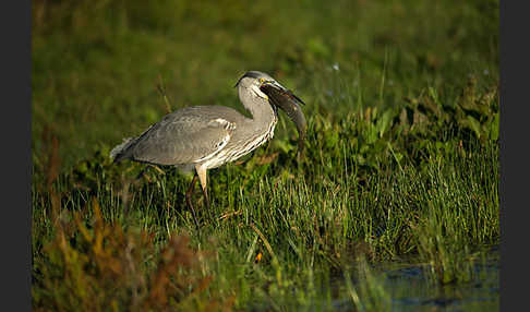 Graureiher (Ardea cinerea)