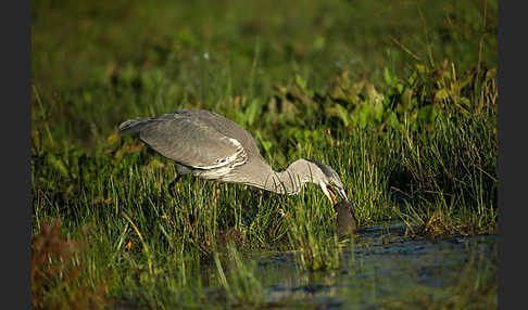 Graureiher (Ardea cinerea)