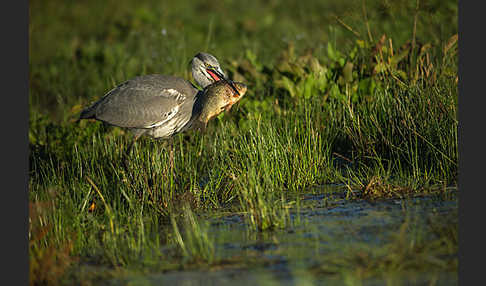 Graureiher (Ardea cinerea)