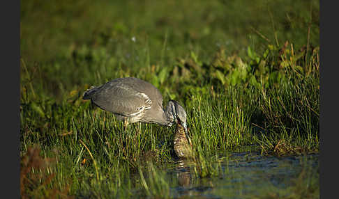 Graureiher (Ardea cinerea)