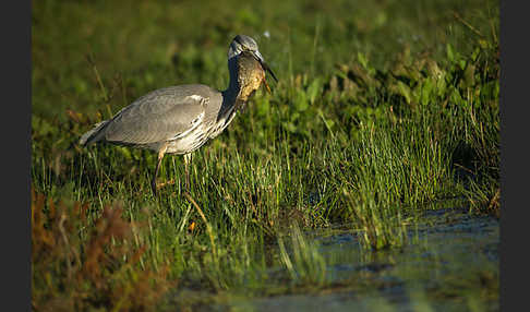 Graureiher (Ardea cinerea)