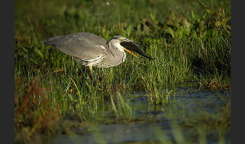 Graureiher (Ardea cinerea)