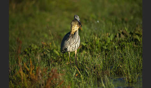 Graureiher (Ardea cinerea)