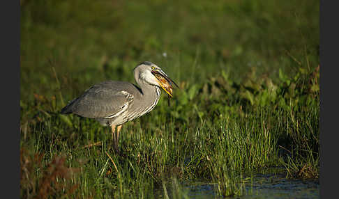 Graureiher (Ardea cinerea)