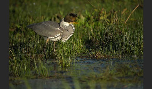 Graureiher (Ardea cinerea)