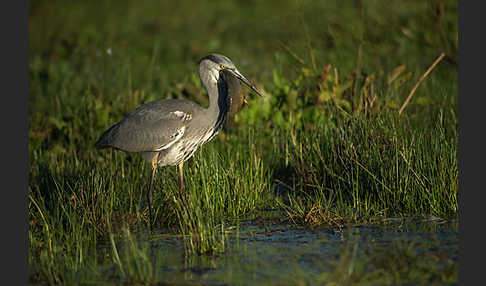 Graureiher (Ardea cinerea)