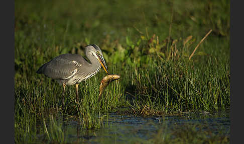 Graureiher (Ardea cinerea)