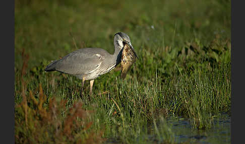 Graureiher (Ardea cinerea)