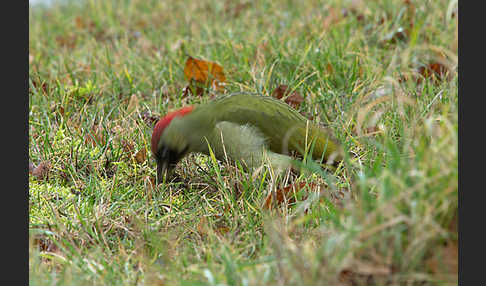 Grünspecht (Picus viridis)