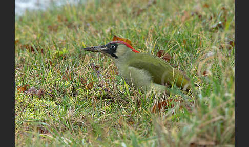 Grünspecht (Picus viridis)