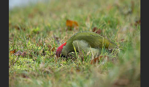 Grünspecht (Picus viridis)