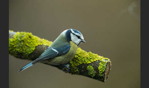 Blaumeise (Parus caeruleus)