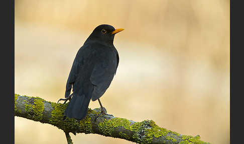 Amsel (Turdus merula)