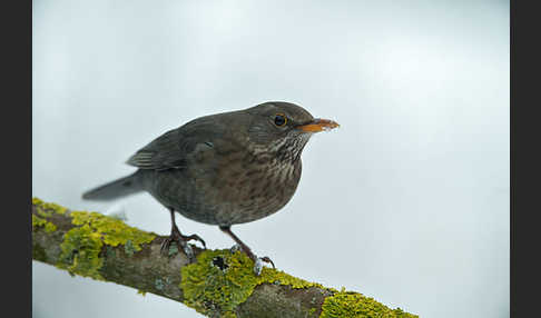 Amsel (Turdus merula)