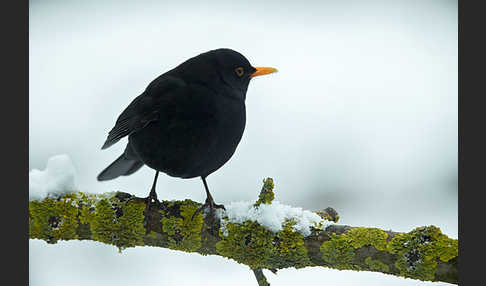 Amsel (Turdus merula)