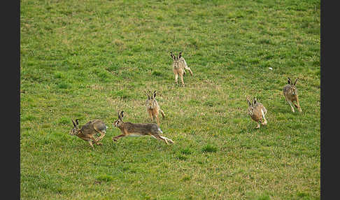 Feldhase (Lepus europaeus)