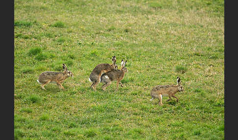 Feldhase (Lepus europaeus)