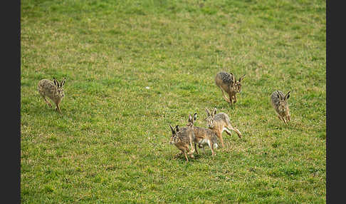 Feldhase (Lepus europaeus)