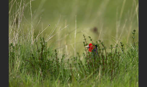 Fasan (Phasianus colchicus)