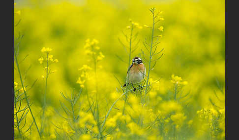 Braunkehlchen (Saxicola rubetra)