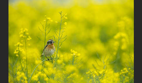 Braunkehlchen (Saxicola rubetra)