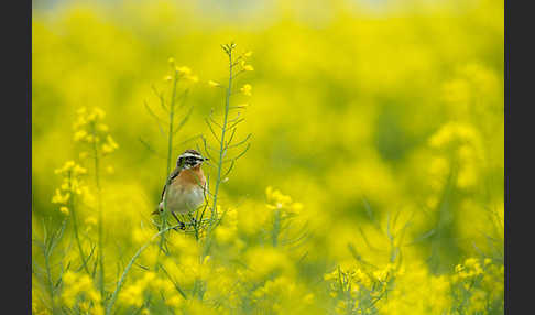 Braunkehlchen (Saxicola rubetra)