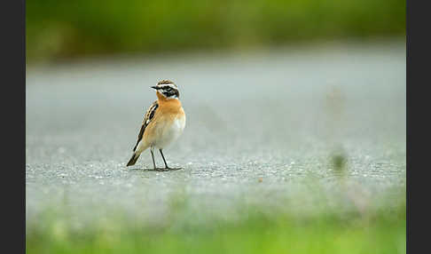 Braunkehlchen (Saxicola rubetra)