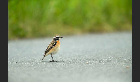 Braunkehlchen (Saxicola rubetra)