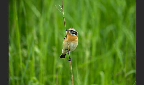 Braunkehlchen (Saxicola rubetra)