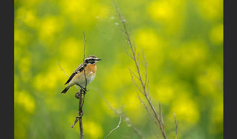 Braunkehlchen (Saxicola rubetra)