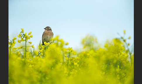 Braunkehlchen (Saxicola rubetra)