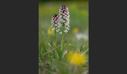 Brand-Knabenkraut (Orchis ustulata)